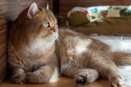 Jupiter, a golden British Shorthair with emeral eyes, sits on the floor watching a window as sunlight falls across his belly.